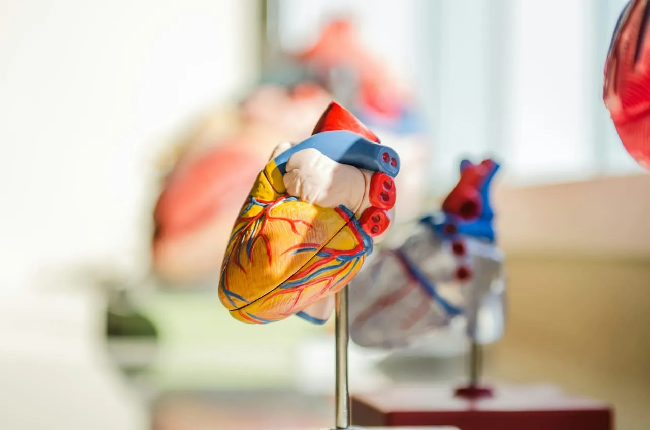 Anatomical models of the human heart lined up on a desk